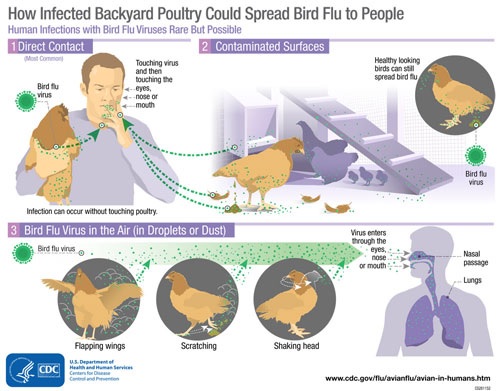 Avian Influenza